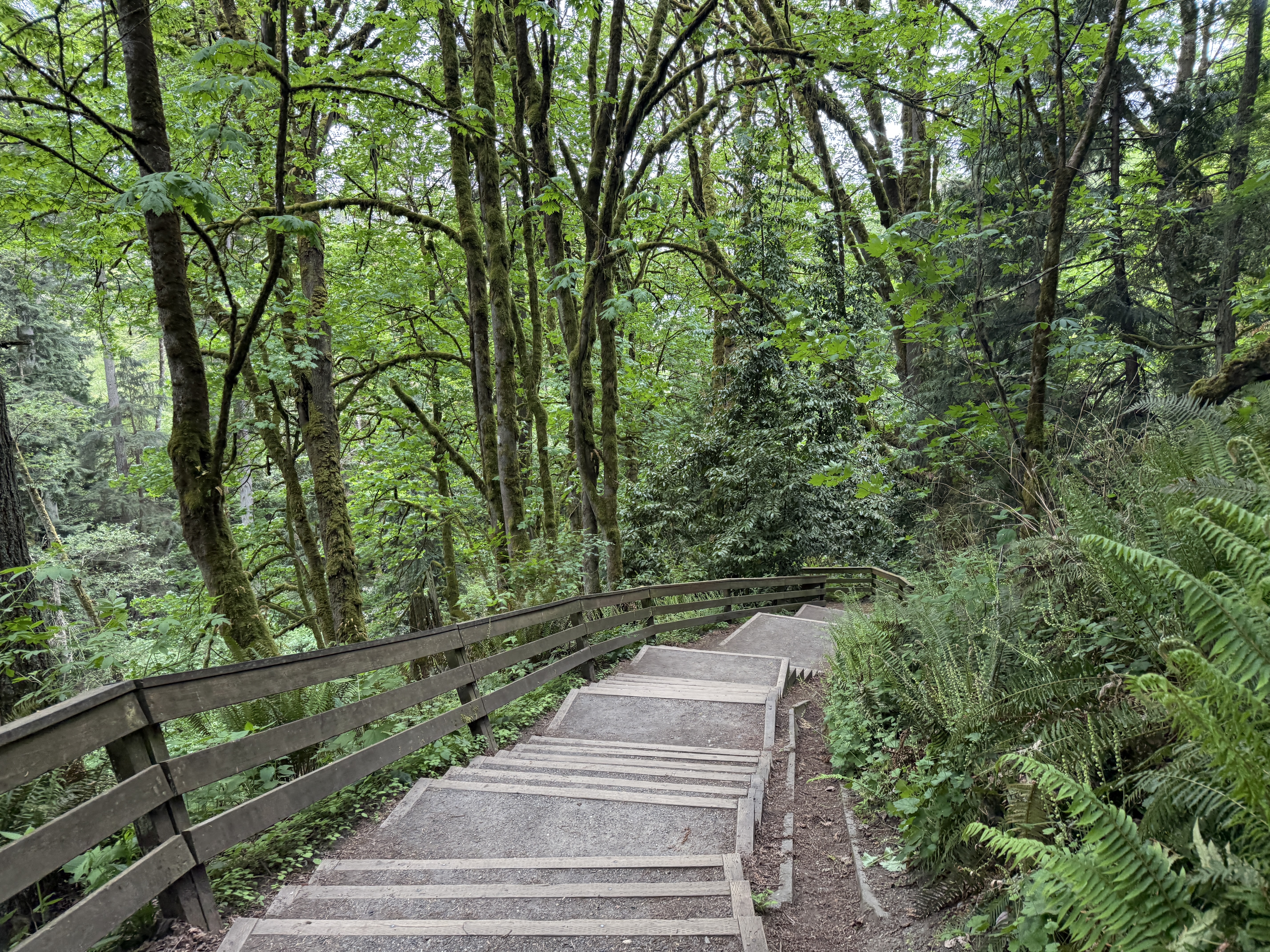 Wooden staircase descending through a Pacific Northwest forest of ferns and young maples toward the beach below.
