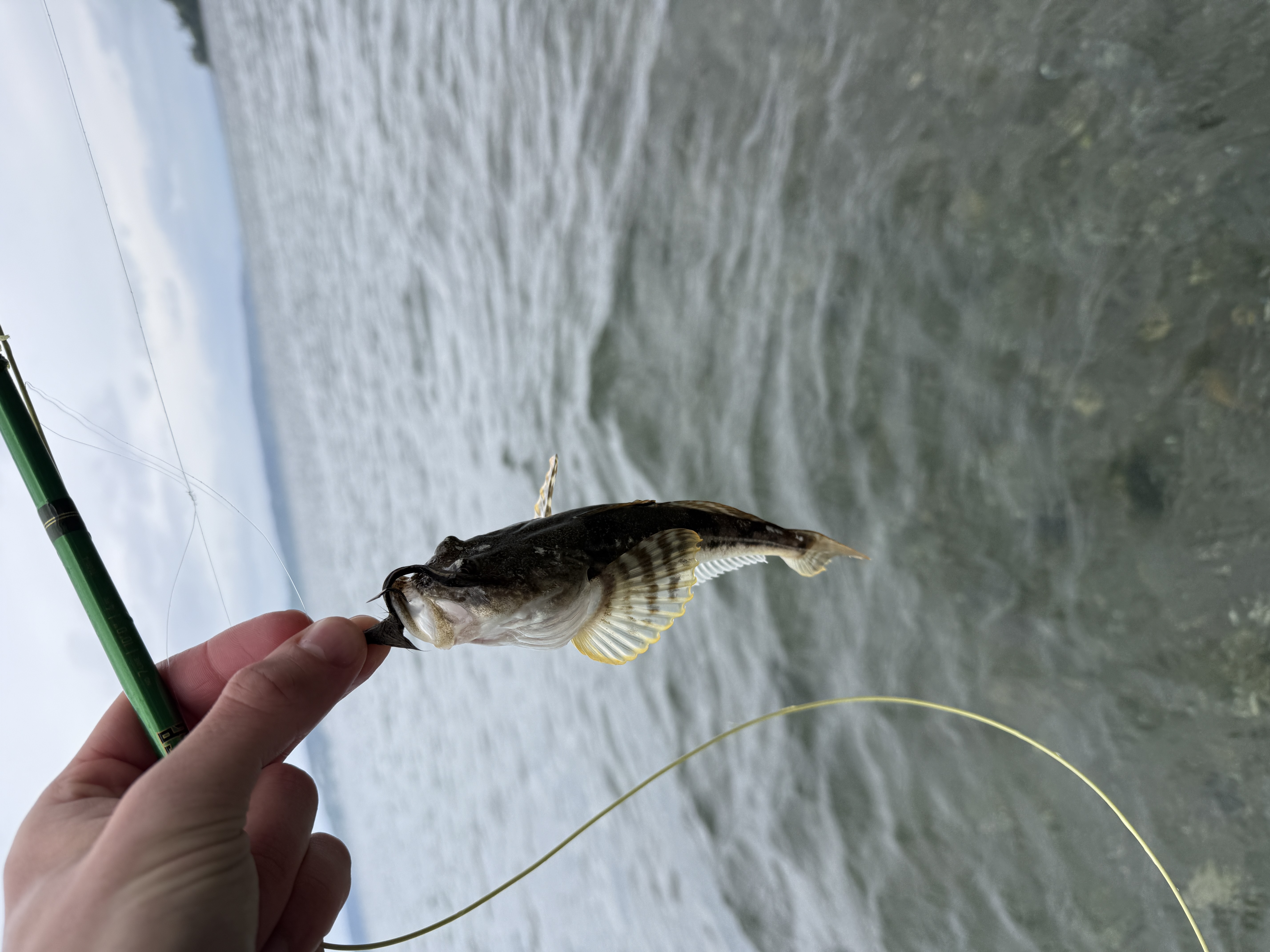 A small sculpin held by the lip, mottled brown body and oversized pectoral fin against the gray water below.