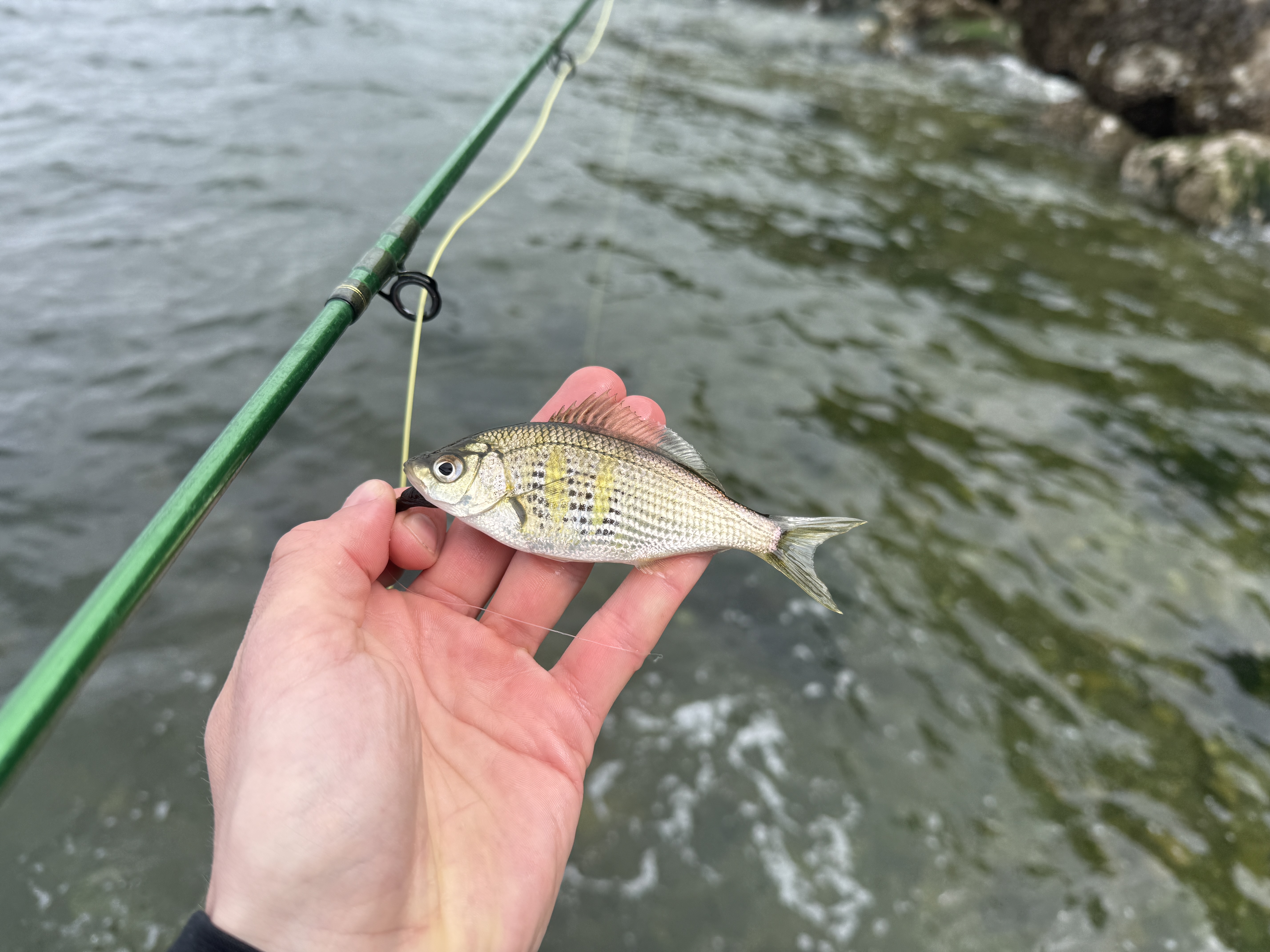 A small silver perch with faint yellow bars held in hand above clear shallow water and submerged rocks.