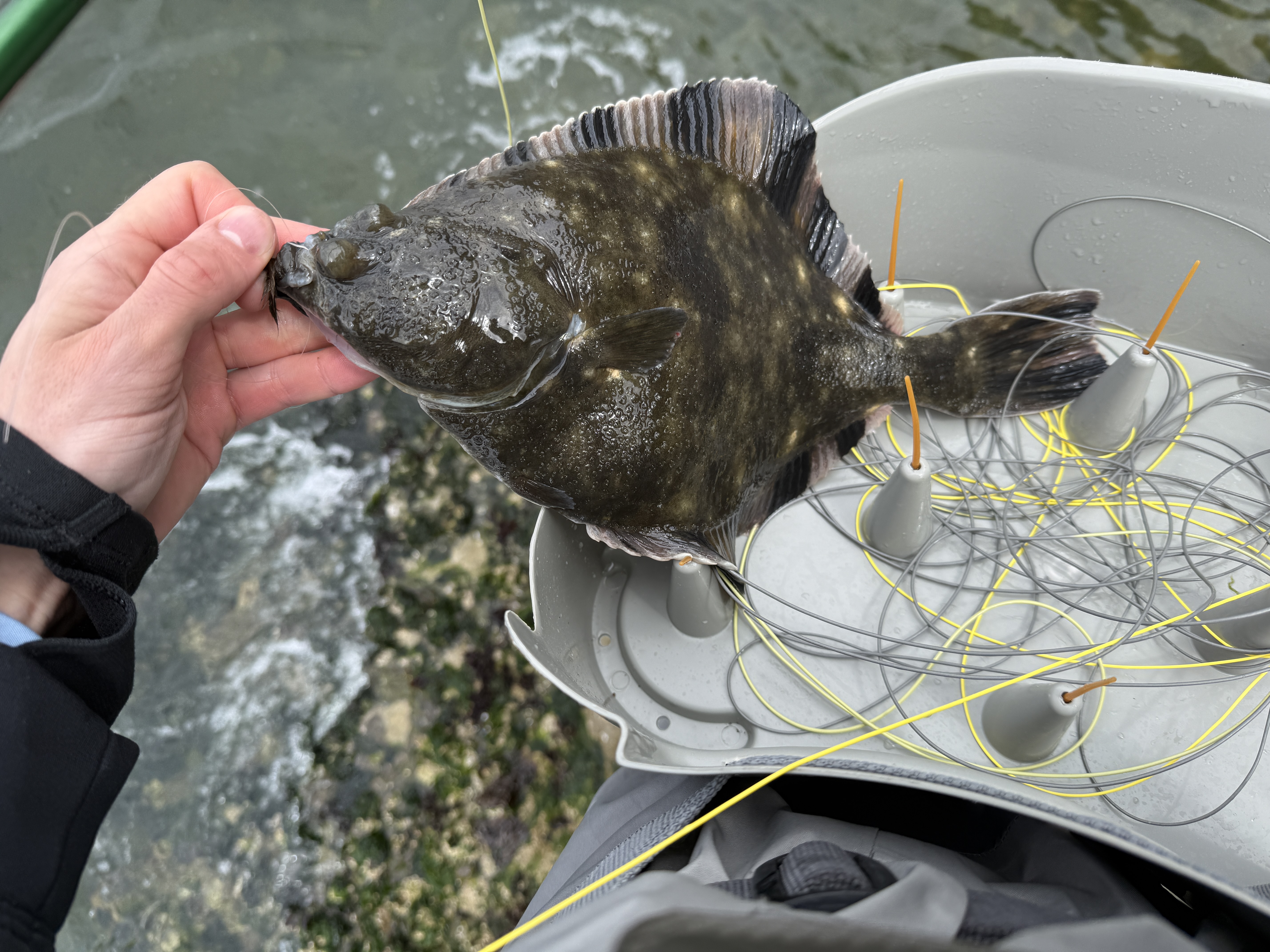 A 12-inch flounder held over a stripping basket tangled with yellow fly line, its mottled brown topside catching the light.